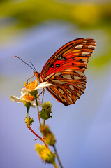 Gulf fritillary butterfly (Agraulis vanillae) feeding on beggarticks (Bidens alba) in Coden Alabama