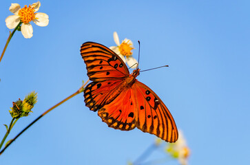 Gulf fritillary butterfly (Agraulis vanillae) feeding on beggarticks (Bidens alba) in Coden Alabama