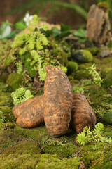 Fresh Tianma Tubers Harvested in Zhaotong Xiaocaoba Alpine Forest Environment