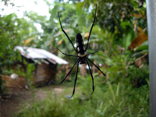 Spider of Indonesia, nephila pilipes, arachnid
