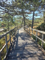  Beautiful wooden bridge in a pine forest