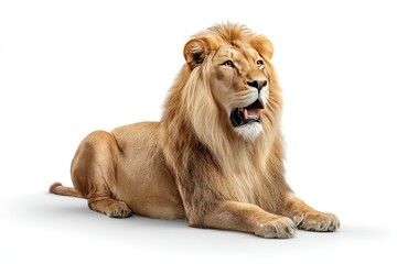 Fototapeta premium Lion lying, looking upward, golden fur