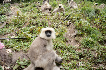 Gray Langur Monkey Eating Fruit in the Wild