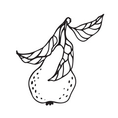 Fototapeta premium Juicy pear fruit outline drawing, clip art. Hand drawn fruit. For food logo, packaging, icon, colouring, design element, print. 
