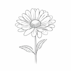 Line art illustration of a beautiful daisy flower with leaves and stem on a white background