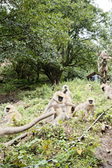 Group of Gray Langur Monkeys Resting Together