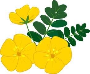 Yellow Tribulus Omanense flower. National flower of United Arab Emirates. Pretty yellow bloom, Dubai Gokhru desert flower in branch with leaves. Vector illustration