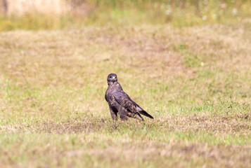 Close-up of a Common buzzard (Buteo buteo) standing in the grass in the field