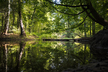 Fototapeta premium Forest river with tree branches fallen into the water. 