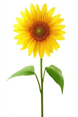 Obraz premium Single sunflower with bright yellow petals and a dark center, set against a white background. Green leaves and a long stem extend from the base
