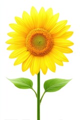 Vibrant sunflower with bright yellow petals and green leaves against a white background