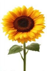 Obraz premium Vibrant sunflower against white