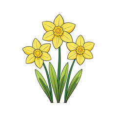 A vibrant group of yellow daffodils blooming beautifully on a clean white background