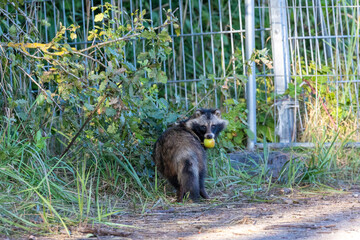 Marderhund unter Apfelbaum am Pramort.