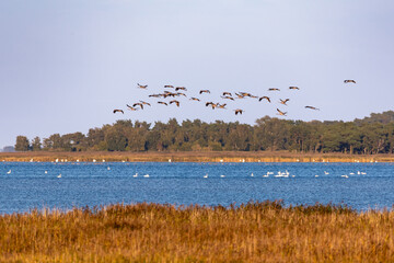 Fliegende Kraniche am Pramort.