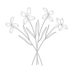 Bouquet of four Matthiola flowers with leaves. Bunch of blooming wild plants. Line art, minimal style, contour. Botanical hand-drawn elements for design projects. Vector illustration