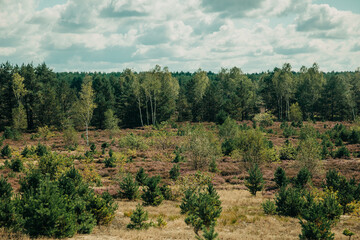 Blossom Calluna vulgaris flowers in forest, Lower Silesia, Poland