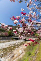 250421昼神温泉郷花桃の里