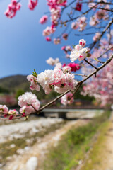 250421昼神温泉郷花桃の里