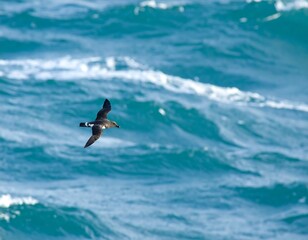 Fototapeta premium A dark-colored seabird soaring over a turquoise ocean