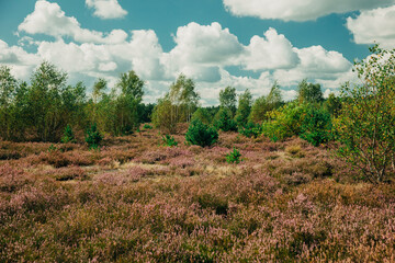 Blossom Calluna vulgaris flowers in forest, Lower Silesia, Poland