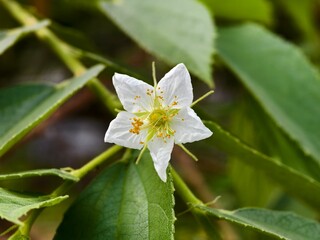 kersen flower (Muntingia calabura) in the afternoon 