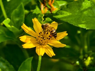 bees are sucking the nectar of wedelia flowers	