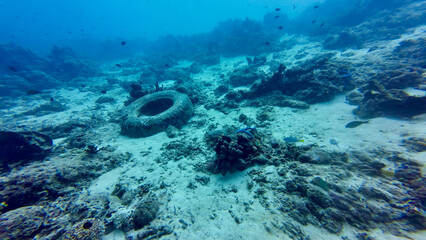 A car tire underwater on the seabed. An old tire covered in corals lies on the seabed among a coral...