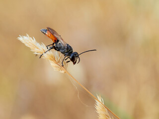 Wasps of the genus Sphex (commonly known as digger wasps) 