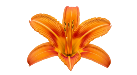 Orange lily flower close up