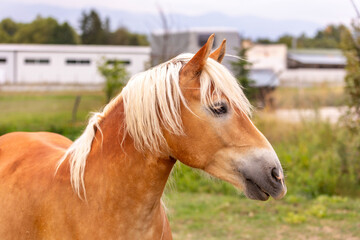 Obraz premium Brown horse portrait on nature background