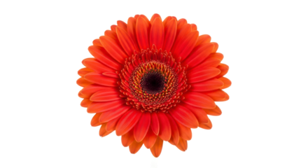 Orange red gerbera daisy isolated