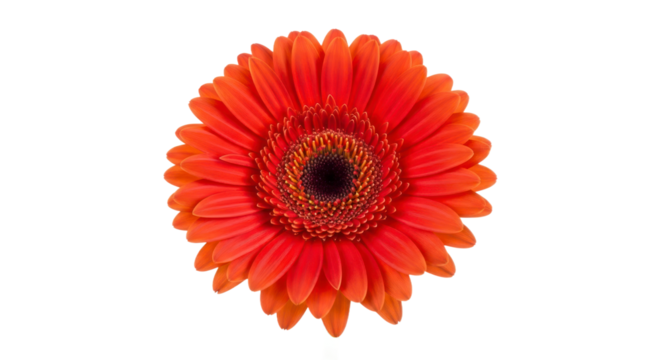 Orange red gerbera daisy isolated