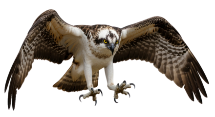 Osprey bird in flight