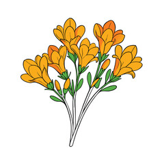 Delicate bunch of freesia flowers artfully arranged on a clean white background for floral design projects