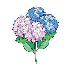 Beautiful bunch of vibrant hydrangea flowers artfully arranged on a clean white background