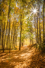 Fototapeta premium Forest path with sun flare through the trees during autumn, highlighting the beautiful and vibrant yellow foliage