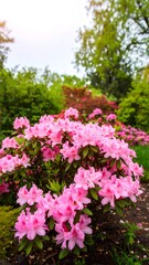 Pink azaleas in bloom