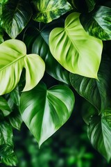 Obraz premium Lush Green Philodendron Leaves Ascend, Capturing the Essence of Tropical Beauty and Elegance