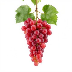 Bunch of ripe red grapes hanging from a vine against a white background