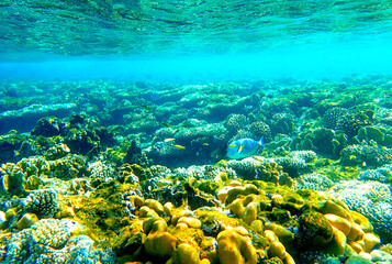 Shallow reef habitat in Red sea Egypt with lobed coral Porites, brain coral Diploria, finger coral