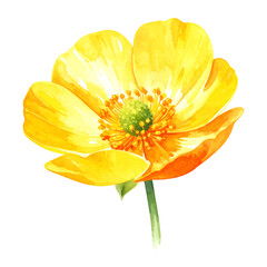 Watercolor Yellow Poppy Blossom