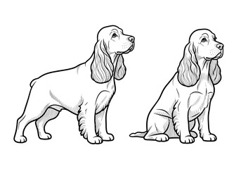 Fototapeta premium Cocker Spaniel dog, attentive mood, standing and sitting poses, veterinary illustration