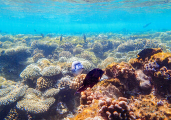 Lobed coral Porites, brain coral Diploria, finger coral Porites compressa and encrusting coral
