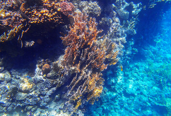 Large sea fan coral Gorgonia growing on vertical reef wall with lobed coral Porites, brain coral