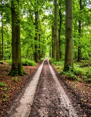 Fototapeta premium A dirt road winds through a lush forest