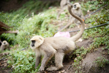 Close-Up of Human Langur Monkey in the Wild