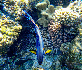 Fish swimming over coral reef. Marine wildlife in tropical ocean habitat, underwater biodiversity