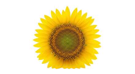 Fototapeta premium Single sunflower isolated