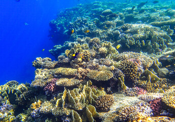 Colorful reef in Red sea Egypt with table coral Acropora, leaf coral Pavona, brain coral Diploria,